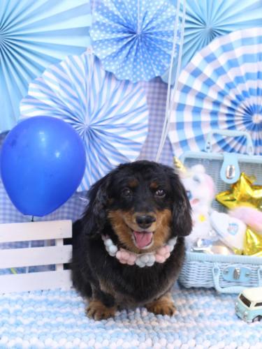 20231130ショコラちゃん